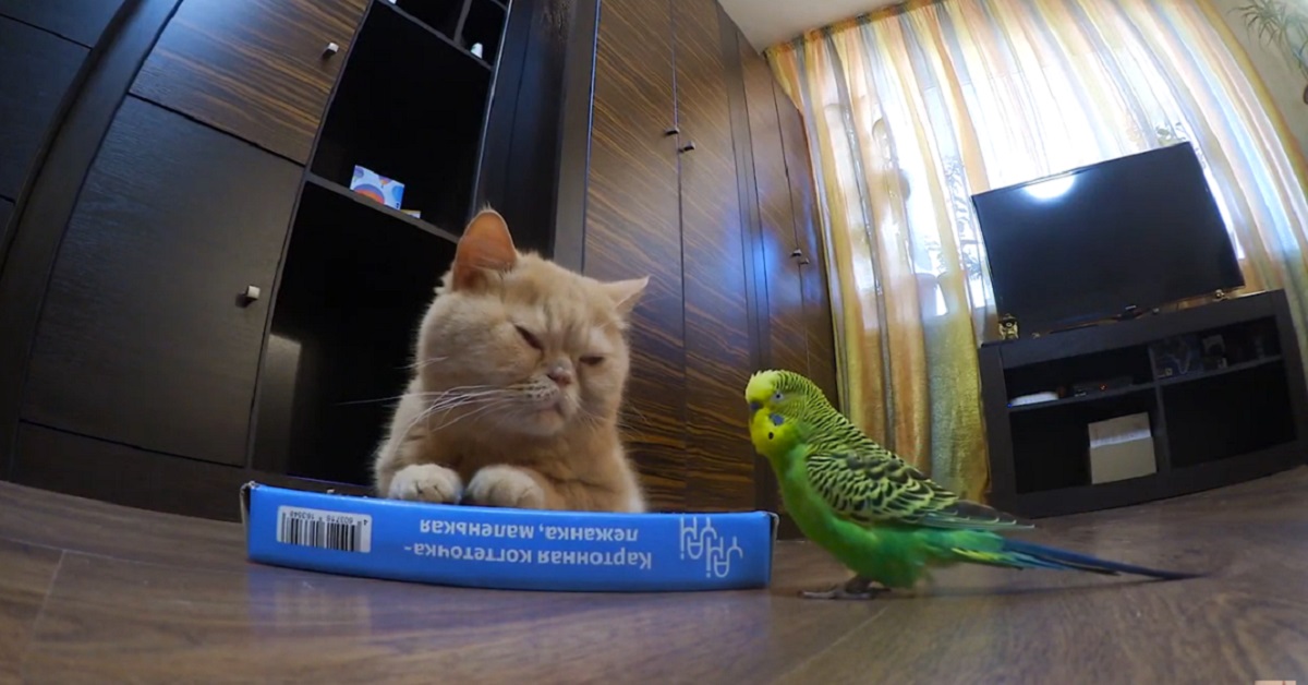 La tenera amicizia tra il gattino Marsic e il pappagallino (VIDEO)