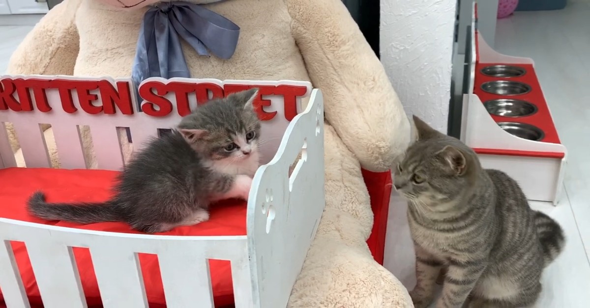 Il gattino Street è geloso del nuovo arrivato e si intromette quando gioca (VIDEO)