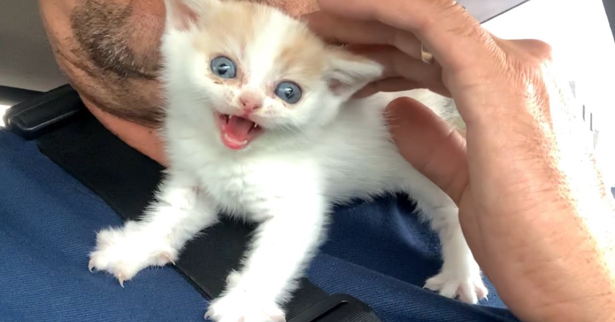 Il gattino Willie miagola sulla spalla del suo dolce papà umano (VIDEO)
