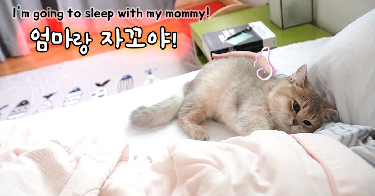 Un gattino ama dormire sul letto della sua dolce mamma umana (VIDEO)