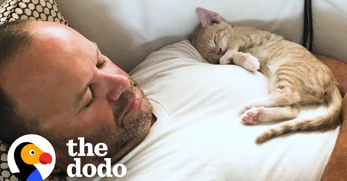 Un gattino ama follemente il padrone e glielo dimostra sempre (VIDEO)