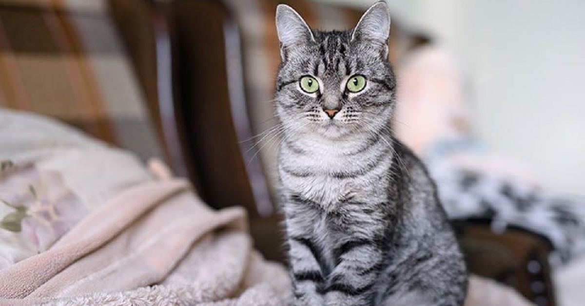 Gattino American Shorthair vuole tentare il salto della vita, qualcosa nel video va incredibilmente storto