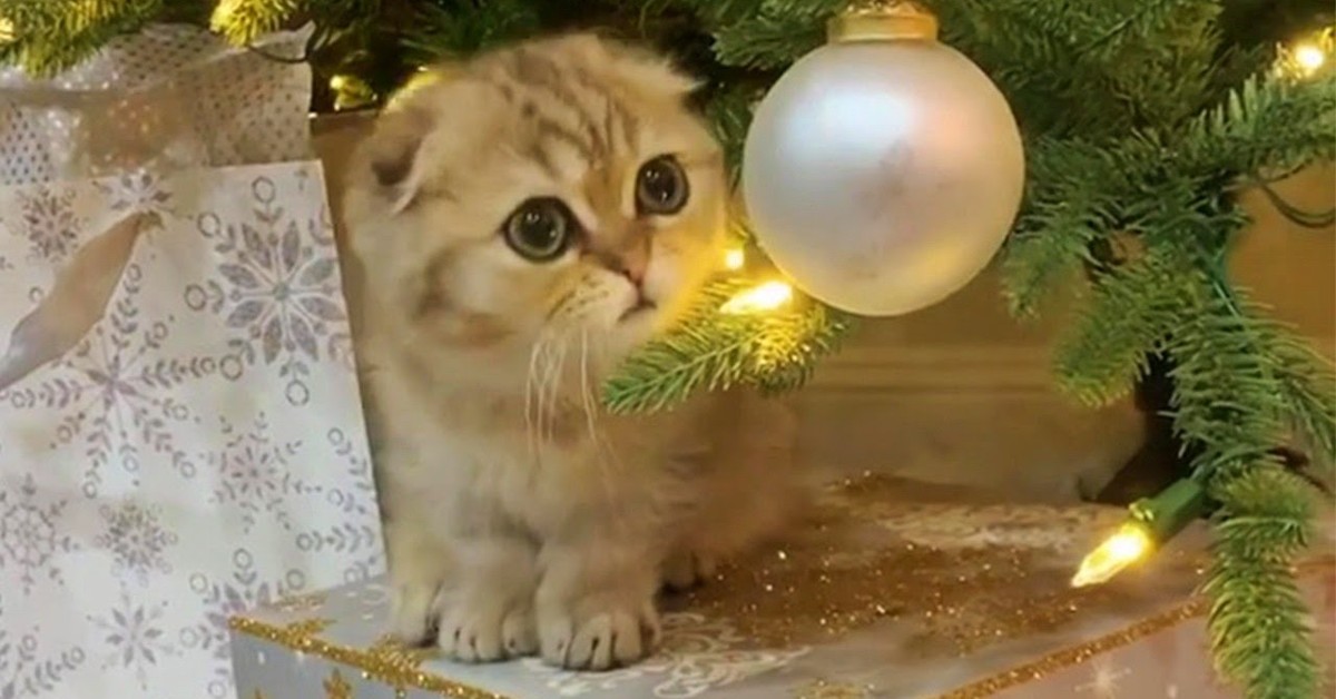 Un gattino apre il regalo di Natale in anticipo e sembra contento (VIDEO)
