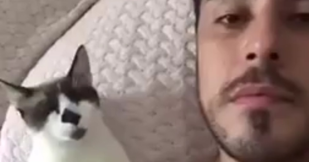 Un gattino bacia il suo padrone mentre si trovano a letto (VIDEO)