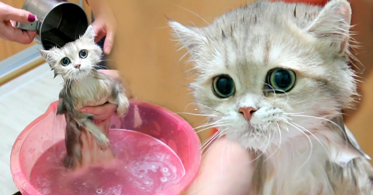 Un gattino britannico fa il bagno davanti agli altri gattini (VIDEO)