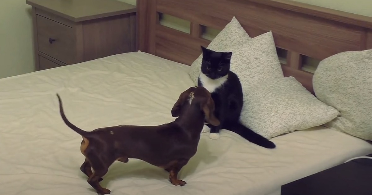 Gattino e cucciolo si contendono il letto, nel video osserviamo chi la spunta alla fine