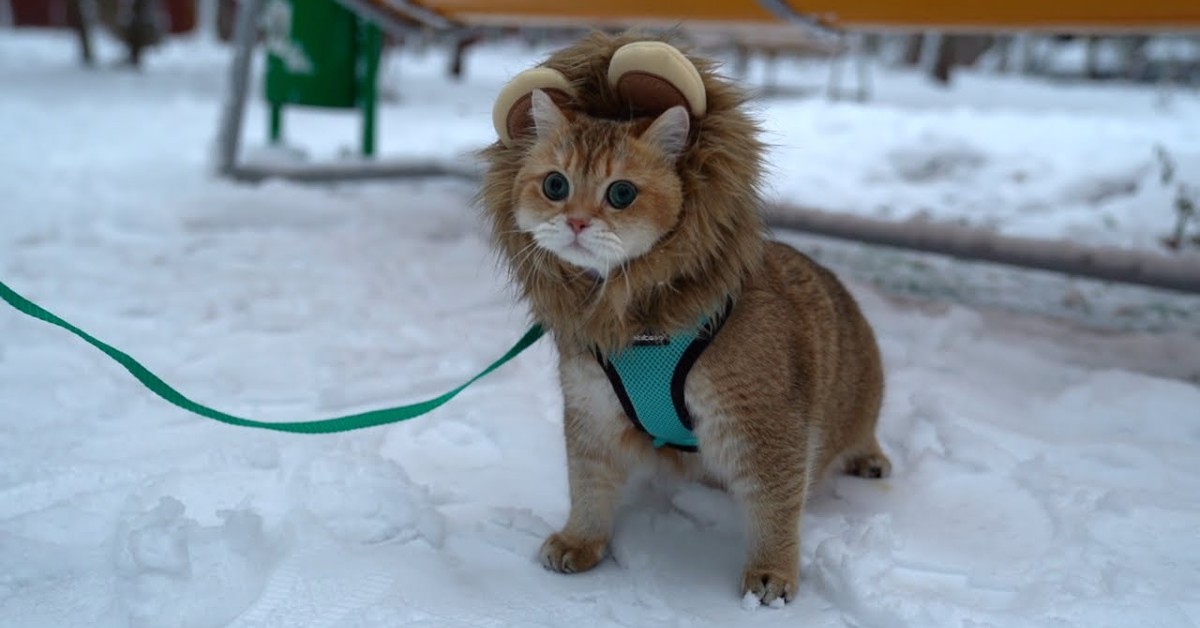 Un gattino cammina sulla neve in compagnia del suo padrone (VIDEO)