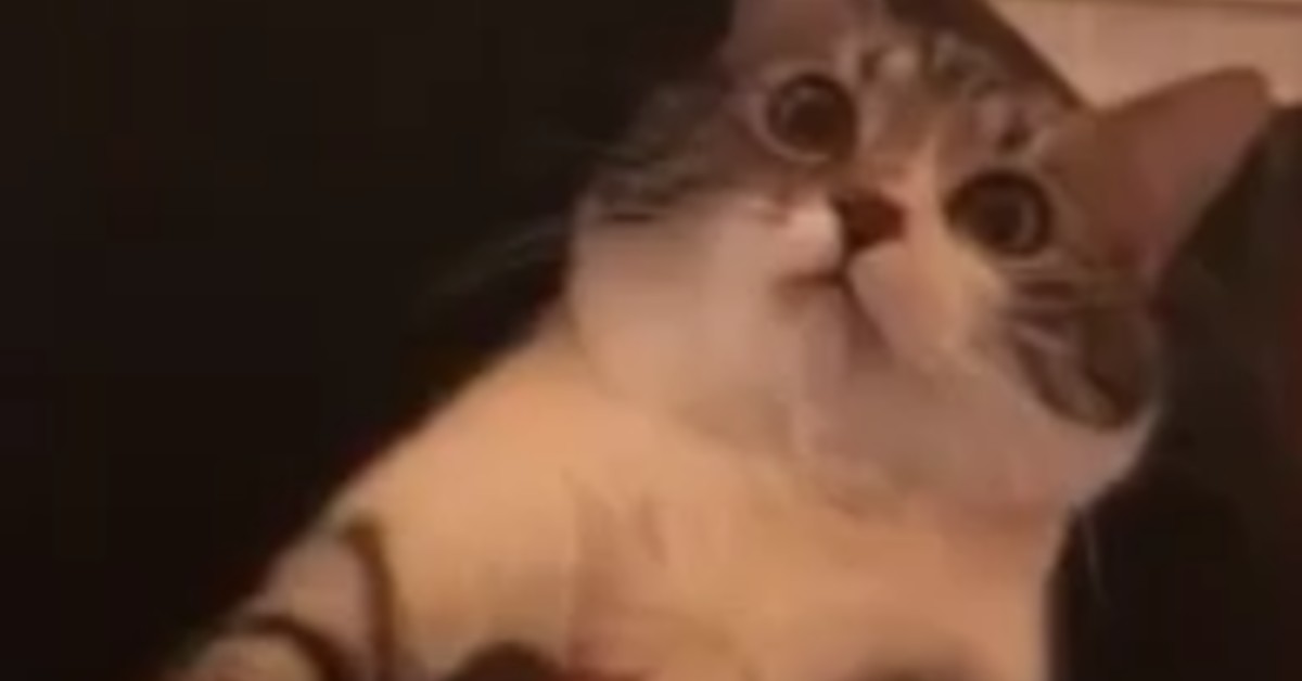 Un gattino canta con la padrona e riesce a completare la canzone (VIDEO)