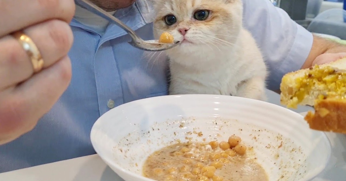 Il gattino Caramel chiede da mangiare al padrone (VIDEO)