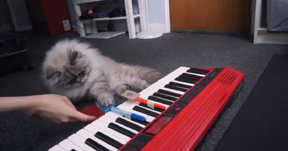 gattino che ha imparato a suonare il pianoforte