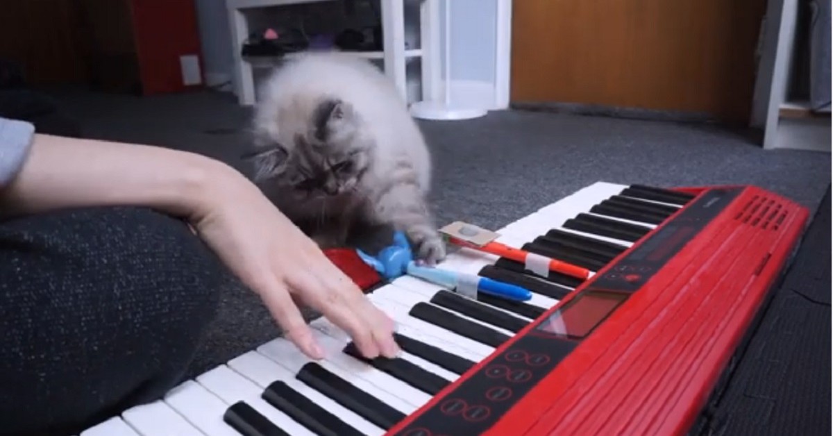 Deku, il gattino che ha imparato a suonare il pianoforte (VIDEO)