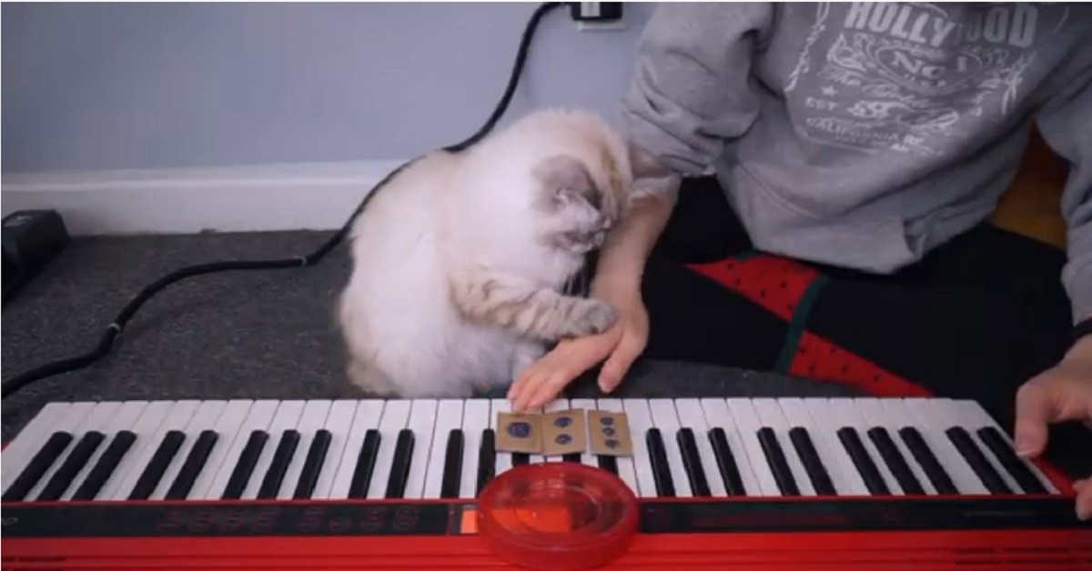 gattino che ha imparato a suonare il pianoforte