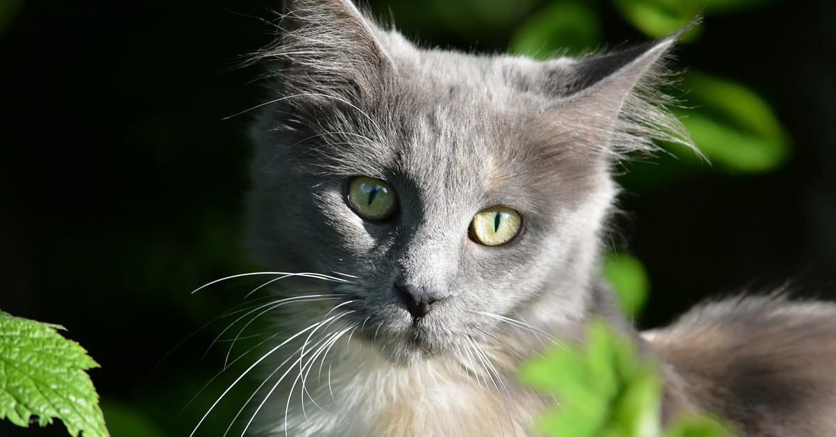 gattino che si addormenta mentre gioca