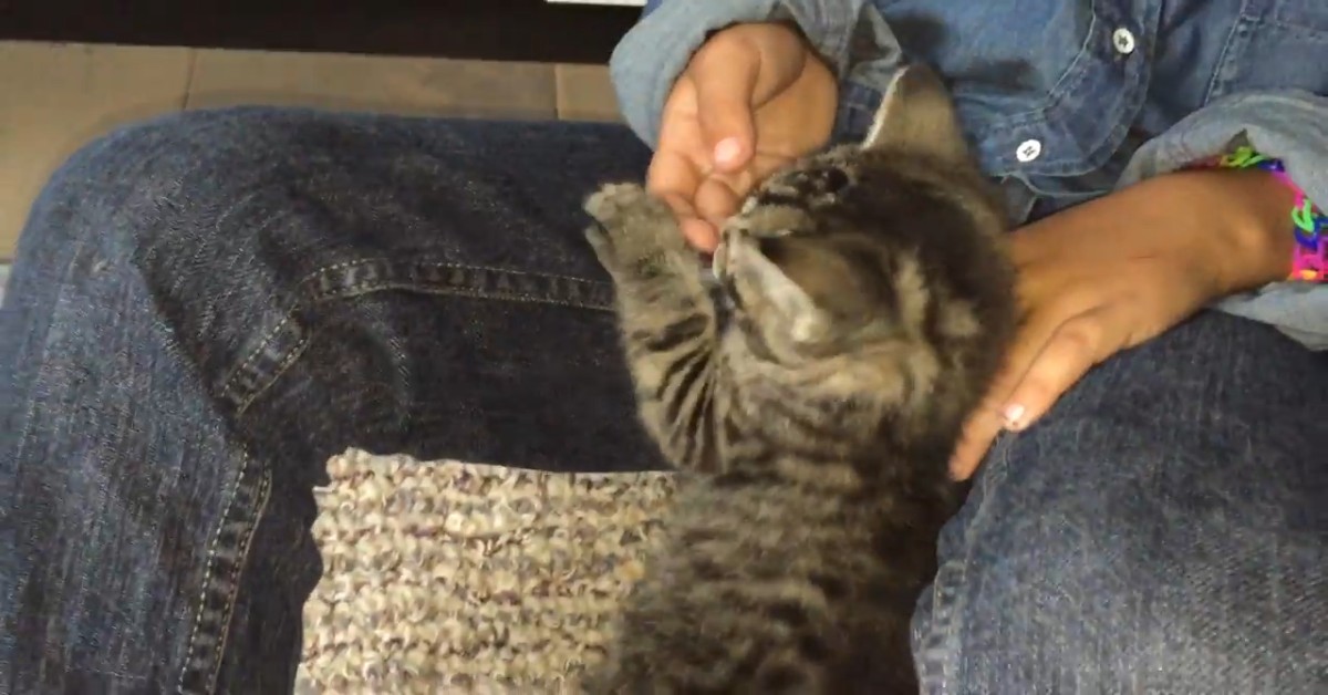 Un gattino coccola il fratellino umano e insieme si rilassano (VIDEO)