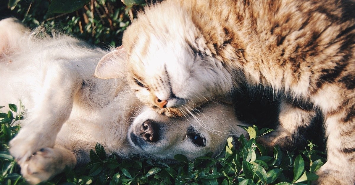 gattino coccolone che dorme al calduccio tra i cagnolini