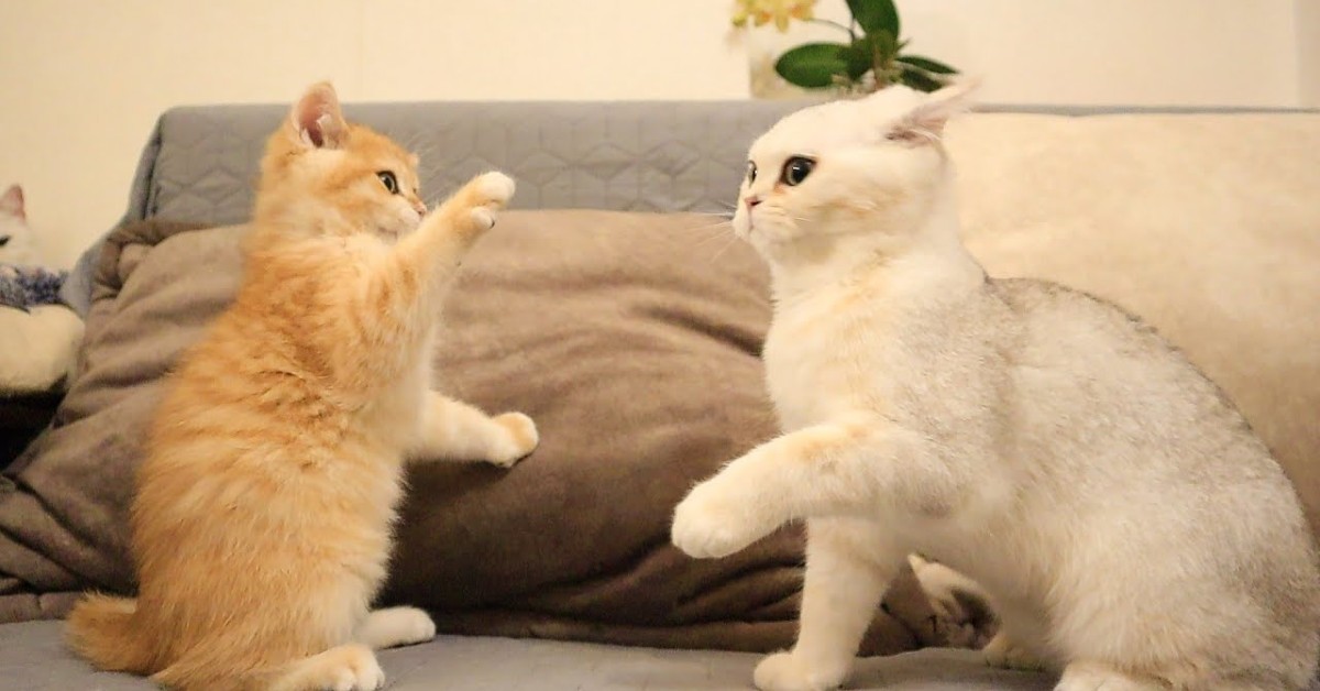 Il gattino Coco si occupa dei fratellini più piccoli  e si divertono (VIDEO)