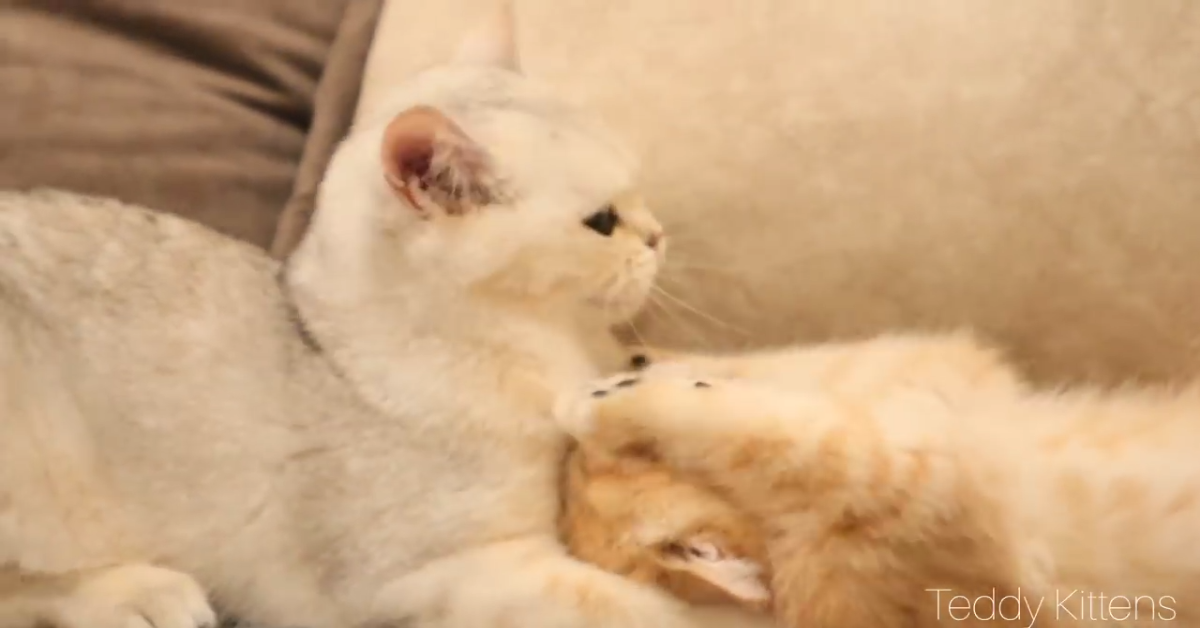 Il Gattino Coco Si Occupa Dei Fratellini Piu Piccoli E Si Divertono Video Il Mio Gatto E Leggenda