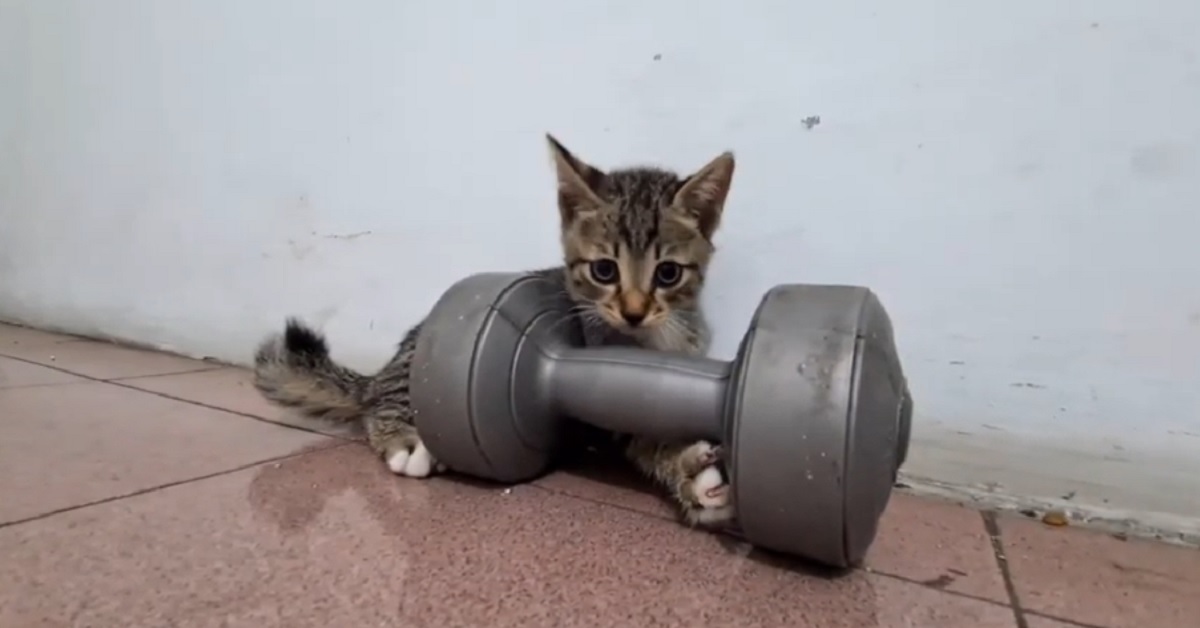 gattino con peso