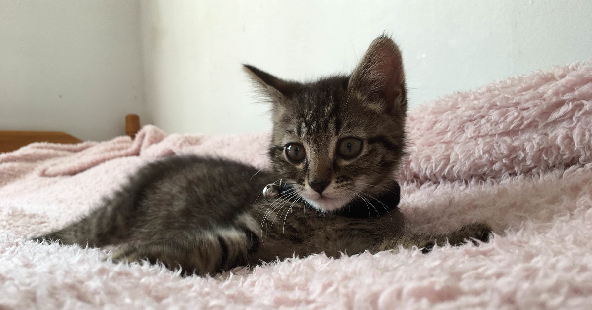 Il micro gattino che gioca con un manubrio per fare pesi (VIDEO)