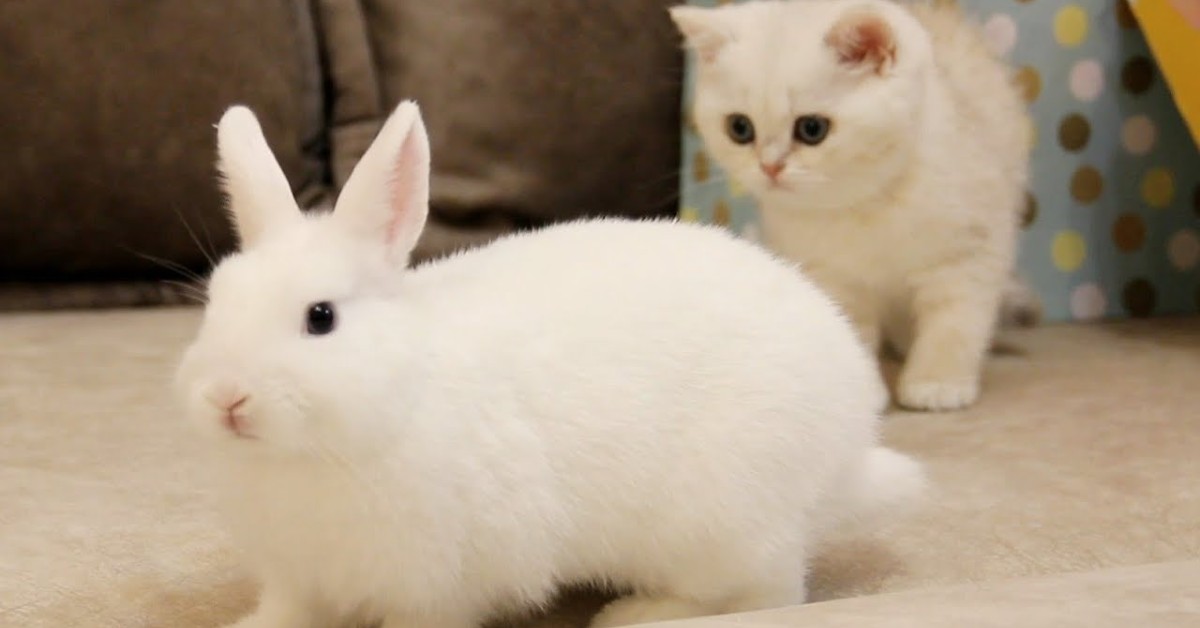 Un gattino conosce un coniglietto e insieme si divertono moltissimo (VIDEO)