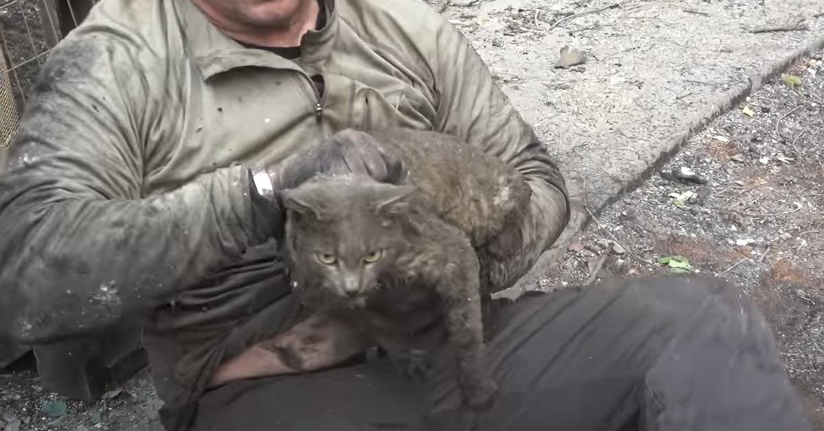 Gattino di strada viene salvato appena in tempo dopo l’incendio, nel video il miracoloso intervento dei soccorritori