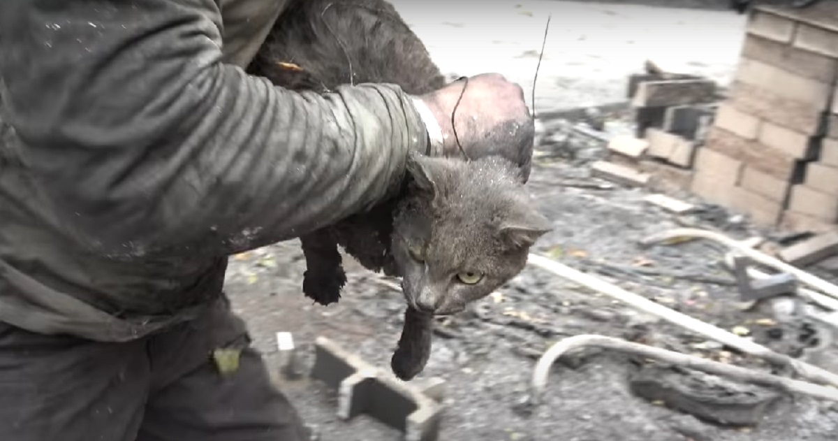 soccorso aiuto gattino