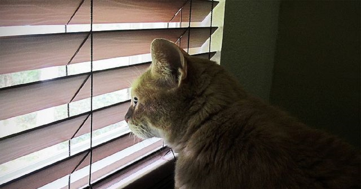 Il gattino afferma il suo dominio in casa, il meraviglioso video ci spiega meglio il perché