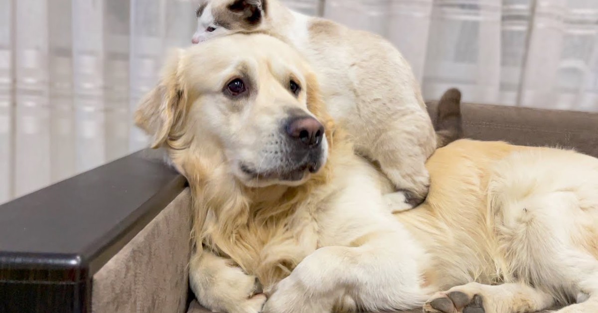 Un gattino disturba un cucciolo di Golden Retriever (VIDEO)