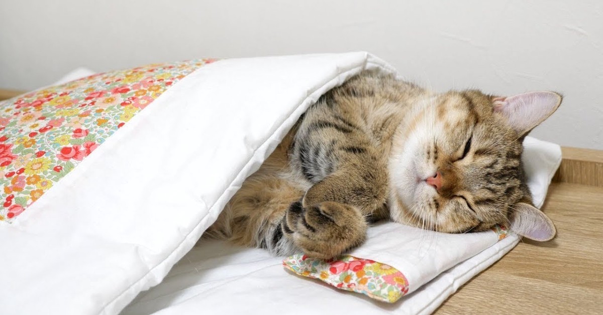 Un gattino dorme nel suo lettino ma la sua padrona lo sveglia (VIDEO)