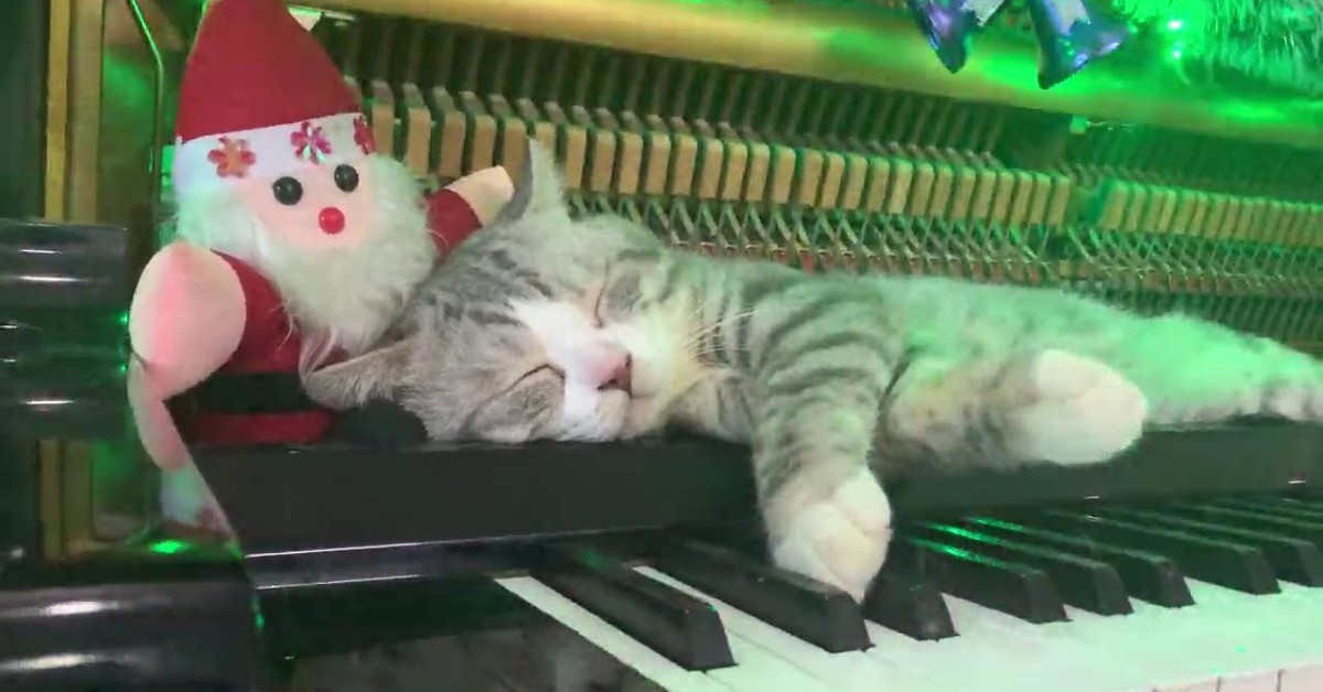 Un gattino dorme profondamente con la musica di Natale (VIDEO)