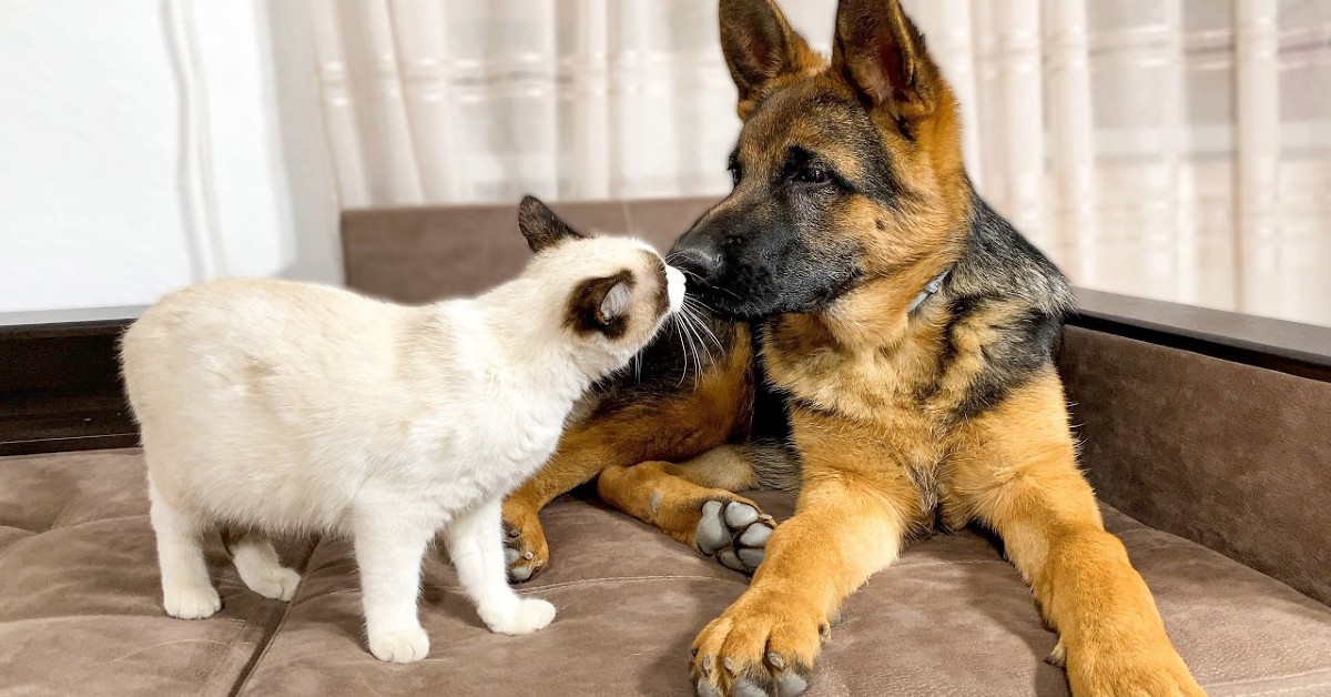 Cosa succede in casa quando gattino e cane non litigano (VIDEO)