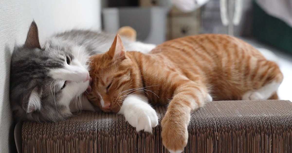 Un gattino è innamorato del fratellone e insieme si scambino effusioni (VIDEO)