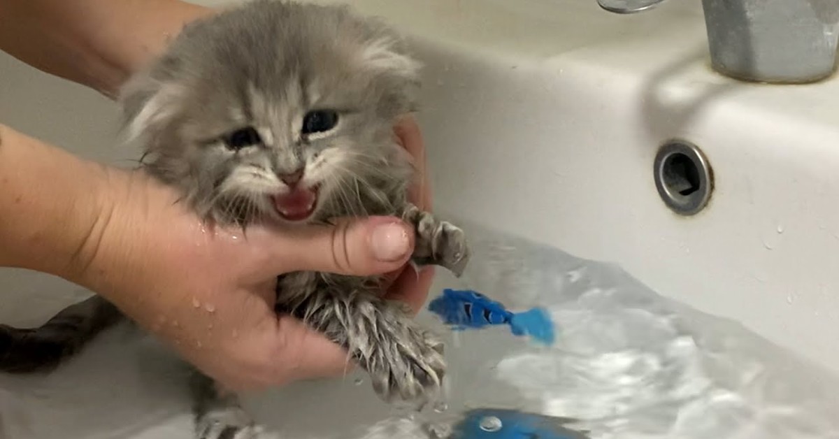 Un gattino fa il bagnetto con i pesciolini, mentre la padrona lo lava (VIDEO)