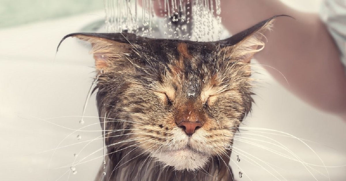 Gattino fa il bagno in un modo mai visto prima, il video manda il web in visibilio