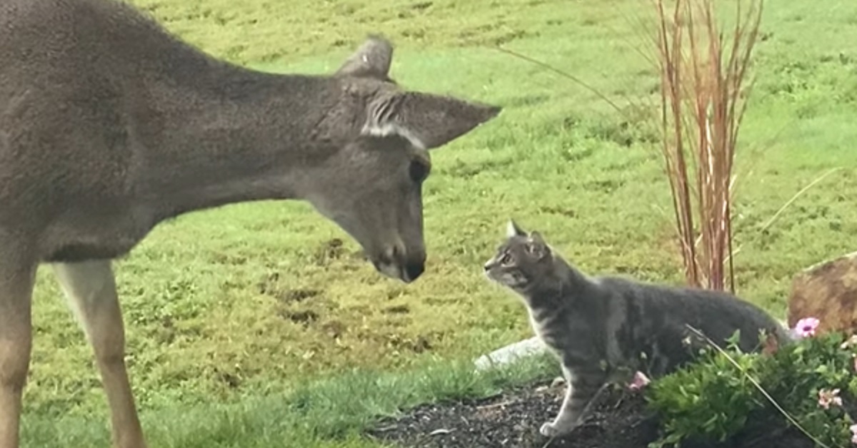 Gattino fa il suo incontro con un cervo, il video mostra una scena mai vista prima d’ora