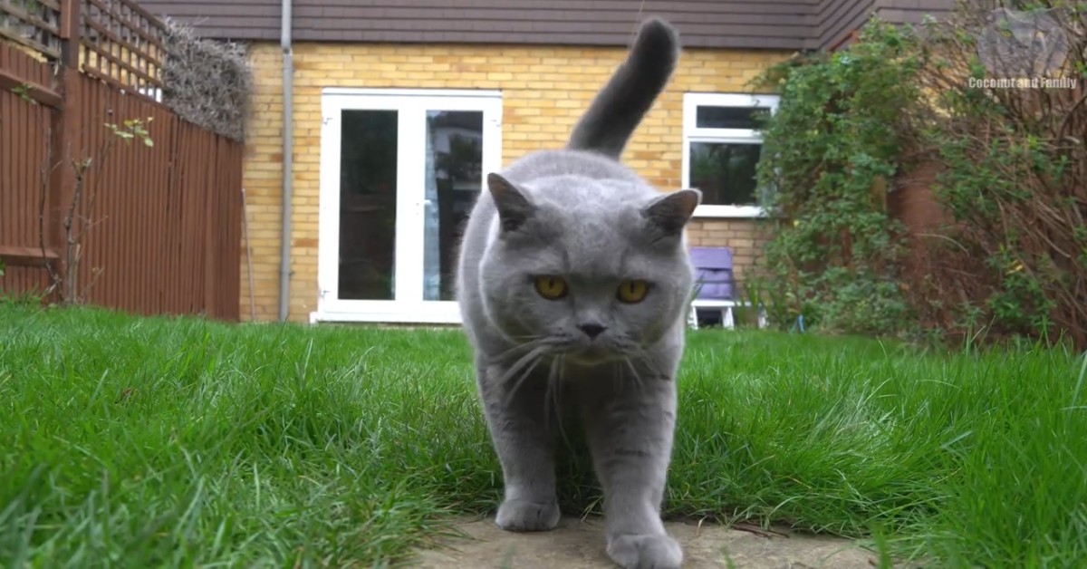 Gattino fa una passeggiata in compagnia del suo padrone (VIDEO)