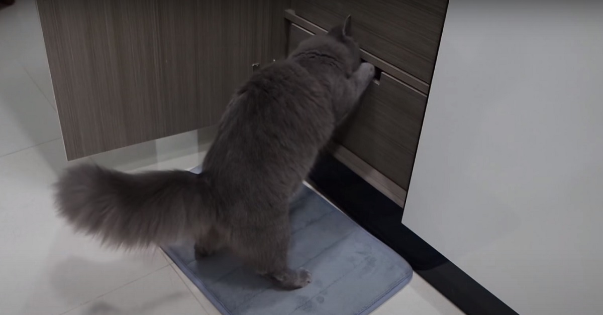 Gattino norvegese beccato dalle telecamere nel bel mezzo di un furto, la sua espressione in video è pazzesca