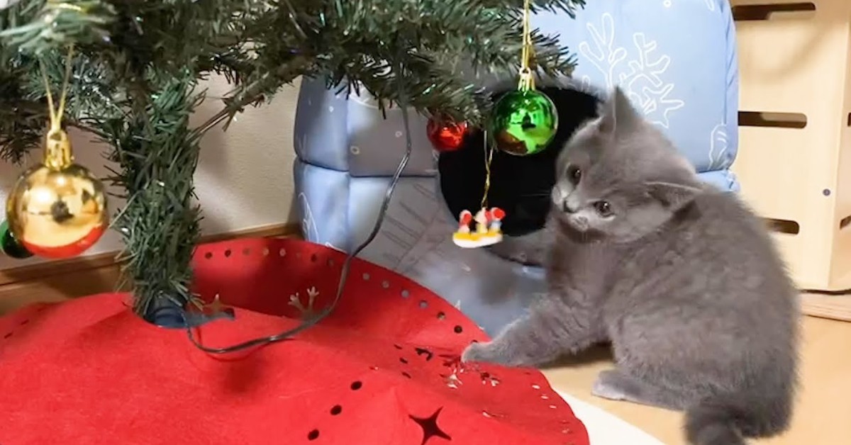 Un gattino gioca con le decorazioni natalizie e si diverte molto (VIDEO)