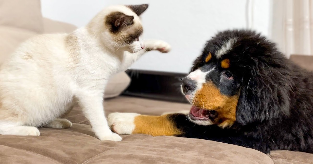 Un gattino gioca con un Bernese sul divano di casa (VIDEO)