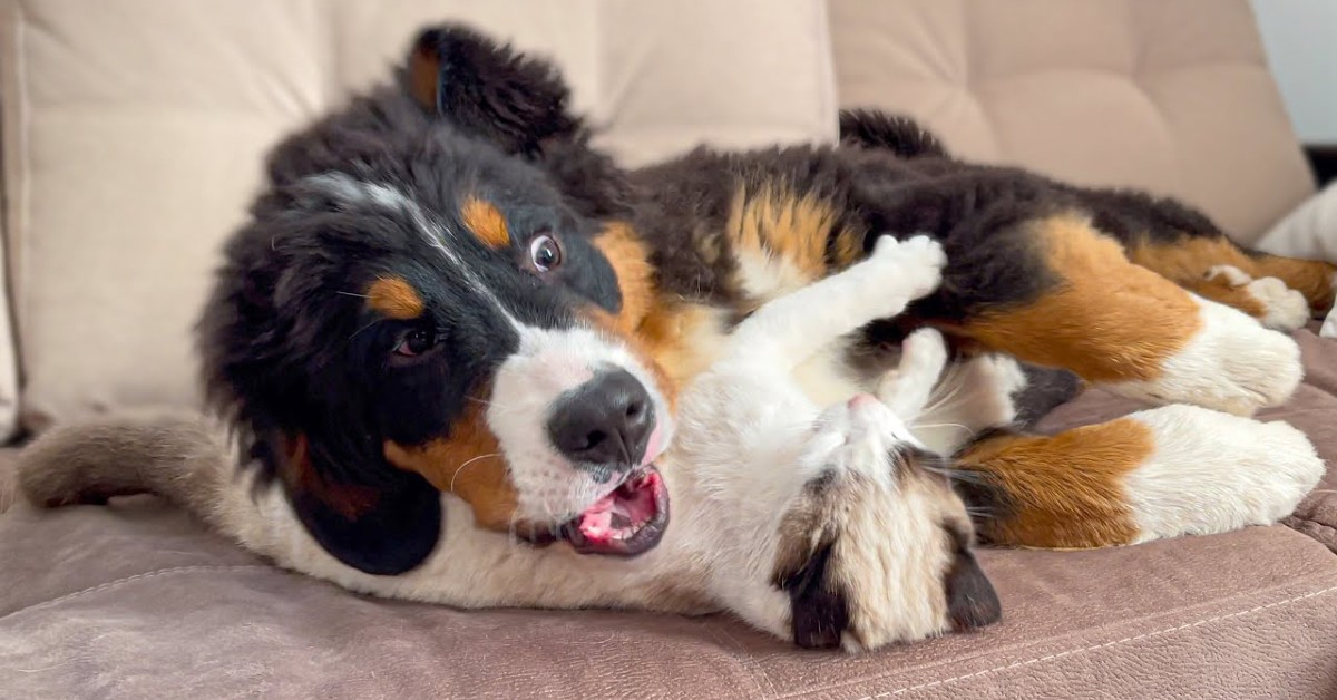 Un gattino gioca con un cucciolo di Bernese sul divano e si divertono molto (VIDEO)