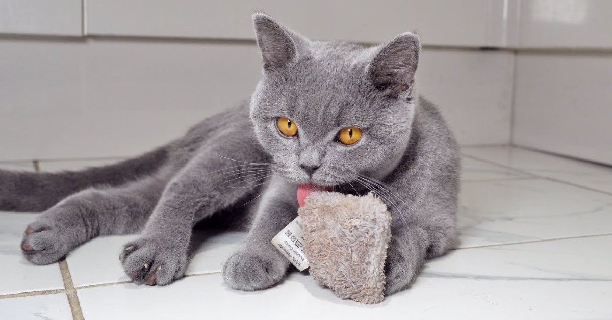 Un gattino gioca e distrugge il suo giocattolo preferito (VIDEO)