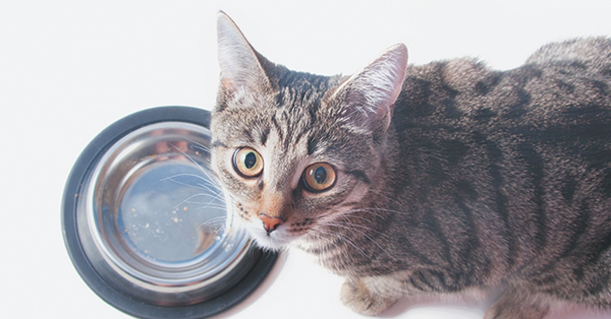 Il gattino non smette di chiedere ai genitori del cibo, il video delle sue suppliche fa il giro del mondo