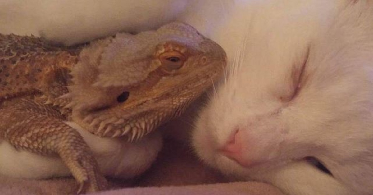 Gattino ha un’amicizia speciale con un drago barbuto, ciò che fanno nel video commuove il web