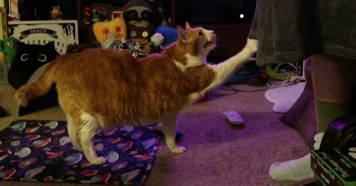 Un gattino impaziente vuole le coccole del suo padrone (VIDEO)