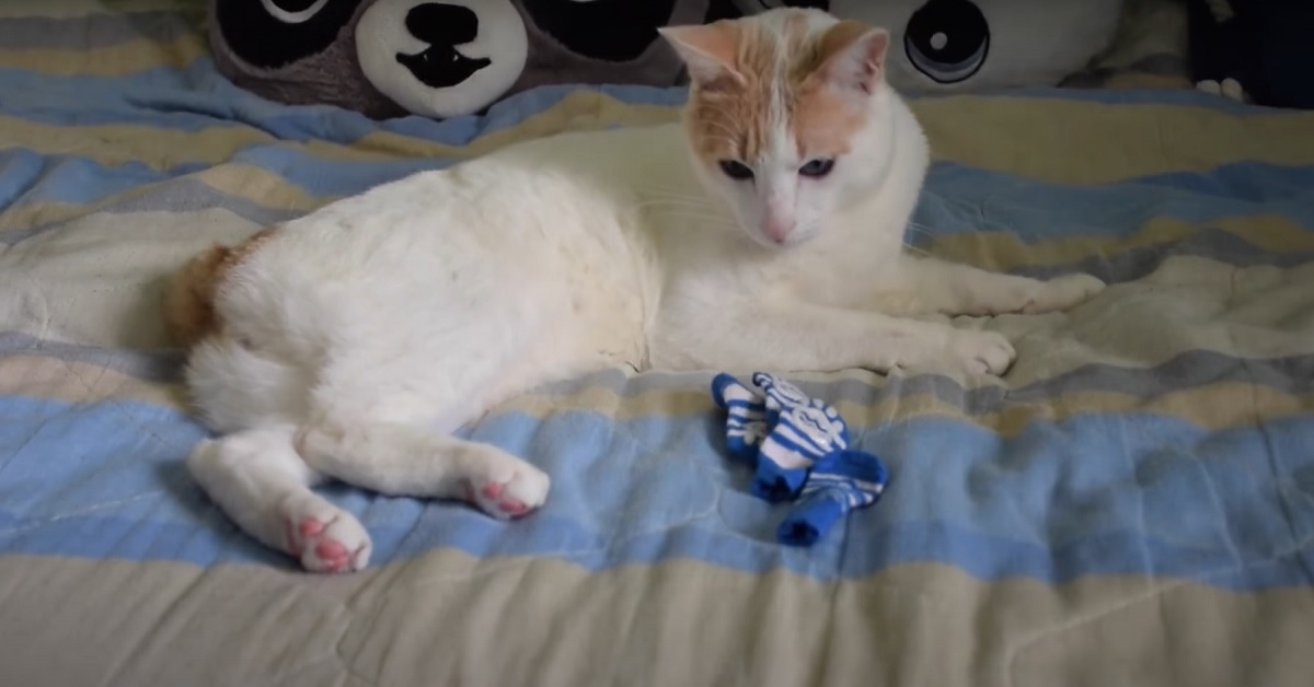 Gattino indossa per la prima volta dei calzini, quello che accade nel video è esilarante