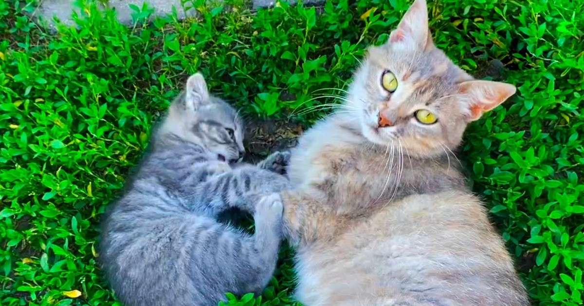 Un gattino infastidisce la sua mamma perché è annoiato (VIDEO)