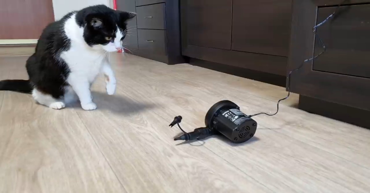Gattino lotta con una pompa d’aria posizionata dalla padrona (VIDEO)
