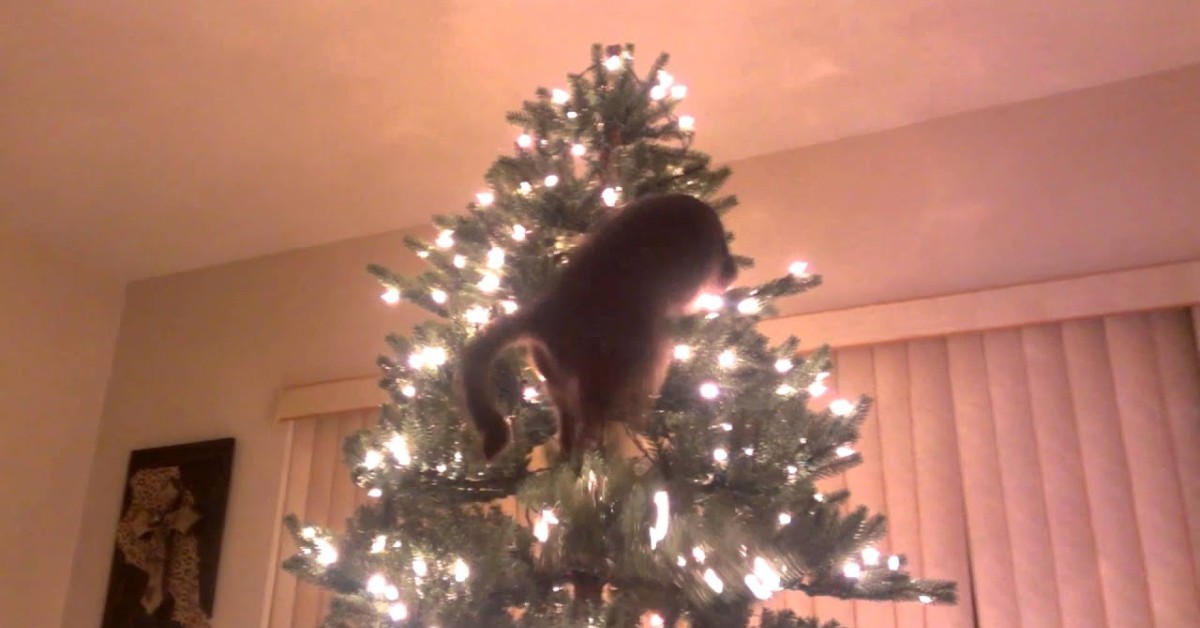 Un gattino lotta con l’albero di Natale montato dal padrone (VIDEO)