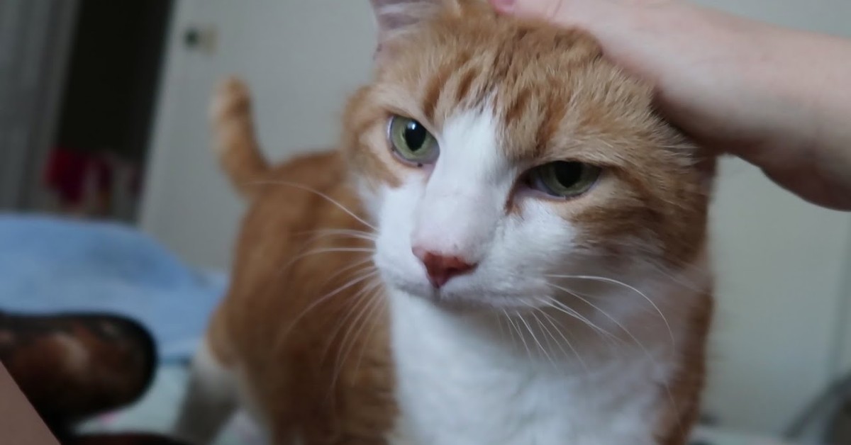 Questo gattino miagola quando sente il suo nome; sa come si chiama (VIDEO)