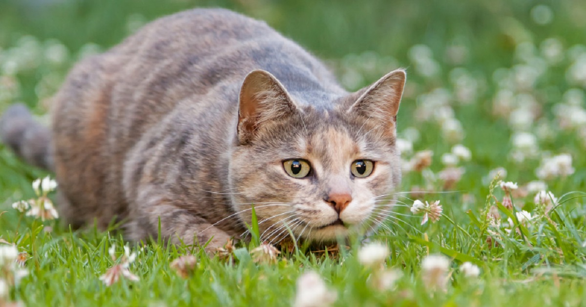 Il gattino Niko difende il proprio territorio da due cervi, il video dell’incontro incanta il web